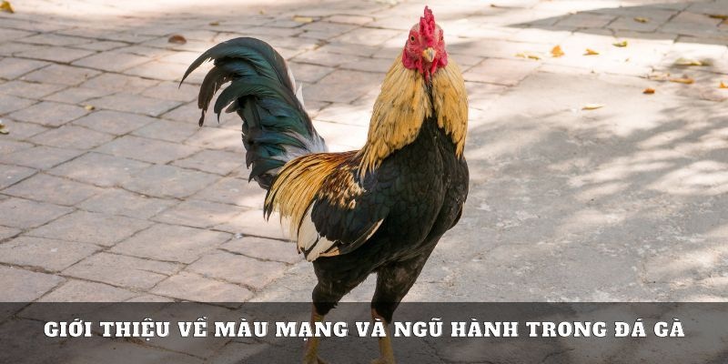 Định nghĩa màu mạng đá gà