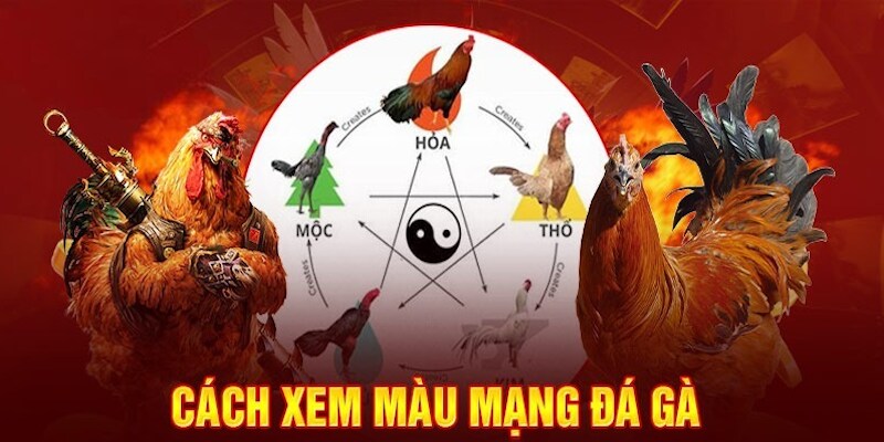 Màu mạng gà liên quan chặt chẽ đến các quy luật ngũ hành