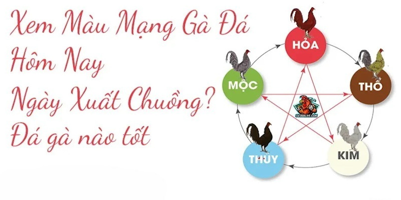 Màu mạng gà trong đá gà là một tiêu chí quan trọng